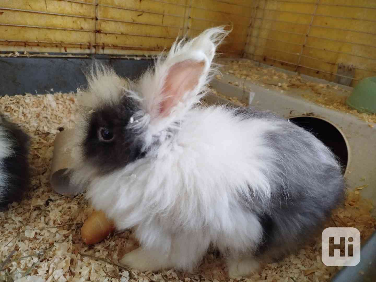 Teddy králíček - foto 1