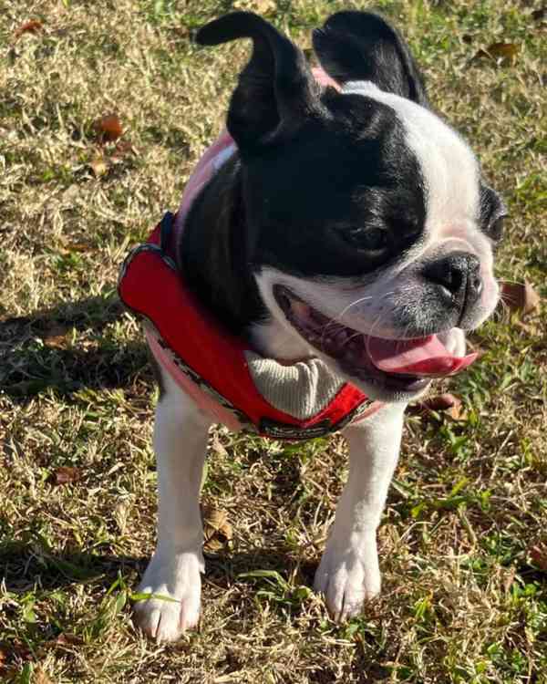 Krásné štěně bostonského teriéra hledá milující domov - foto 2