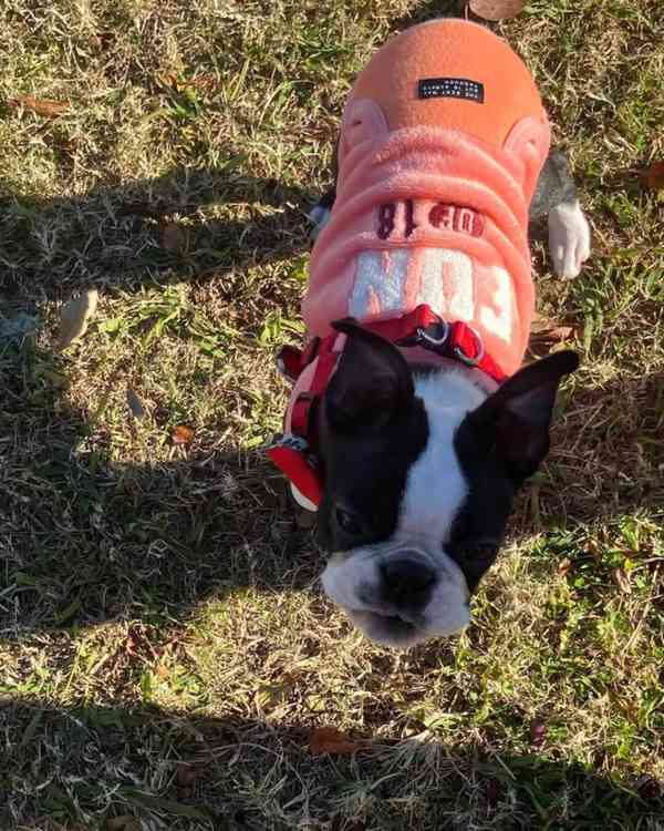 Krásné štěně bostonského teriéra hledá milující domov - foto 4