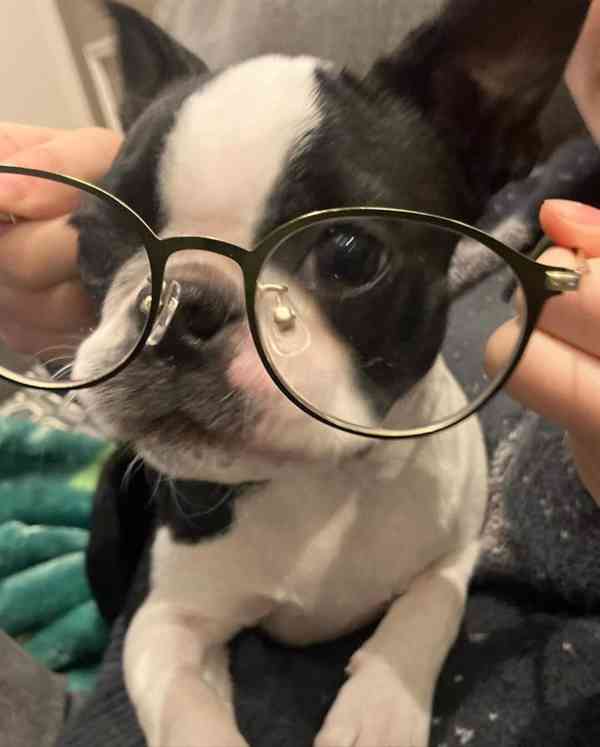 Krásné štěně bostonského teriéra hledá milující domov