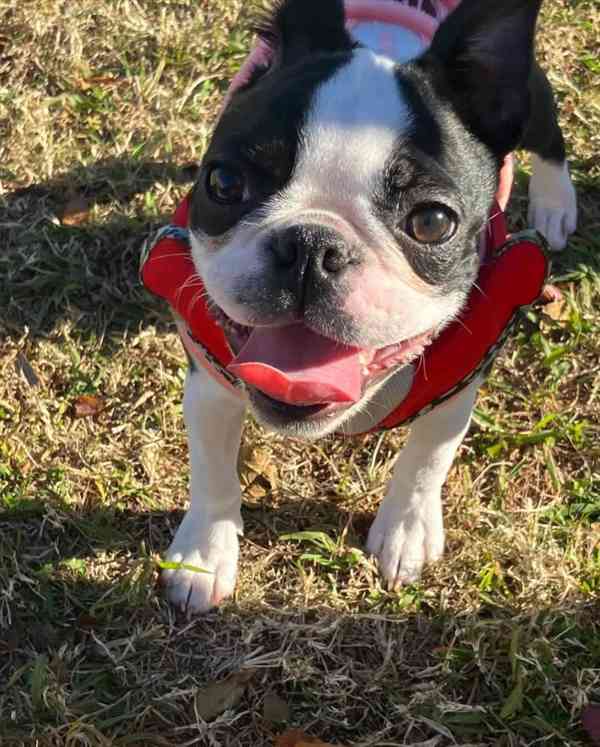 Krásné štěně bostonského teriéra hledá milující domov - foto 3