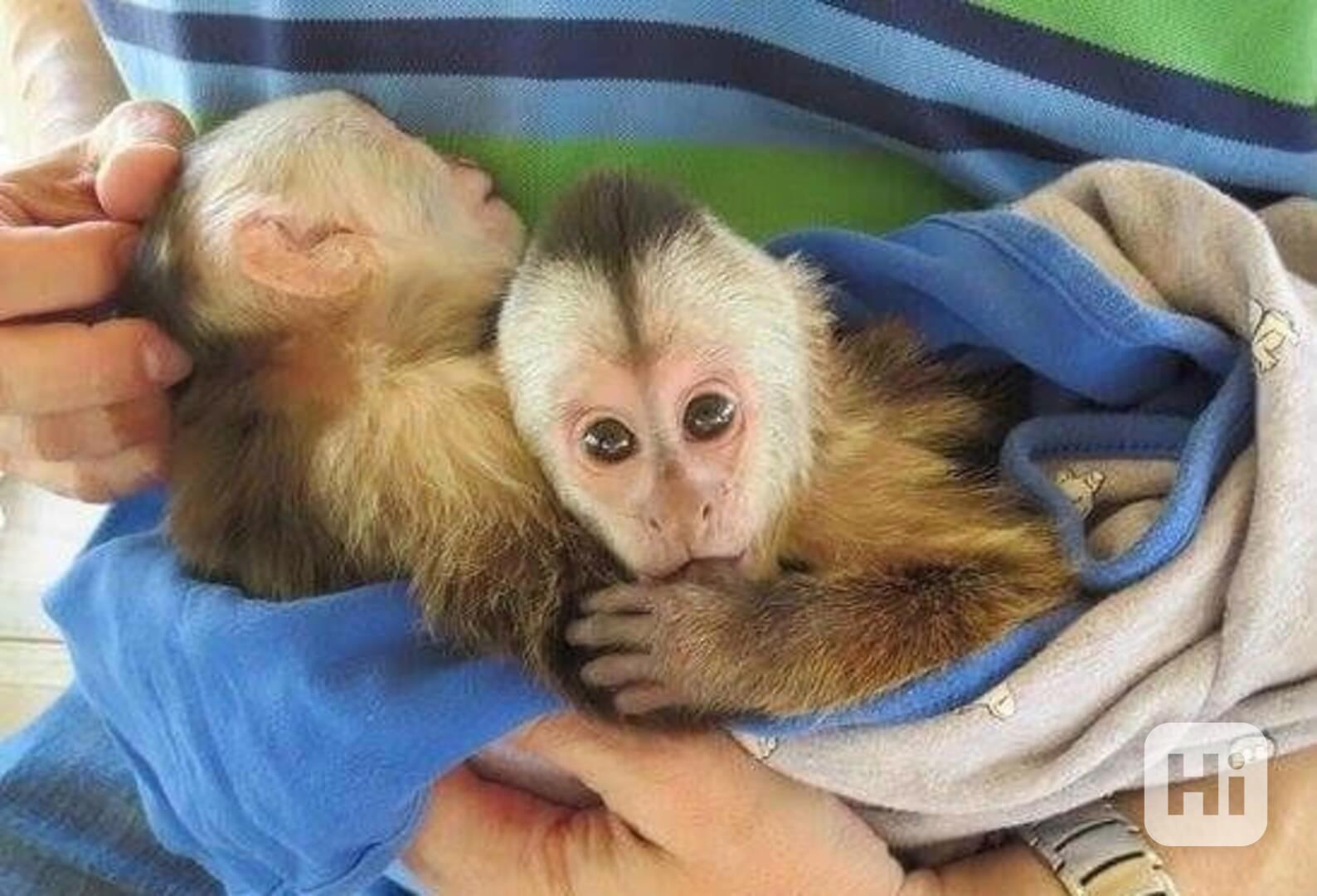 Nádherná a krásná kapucínská opice - foto 1