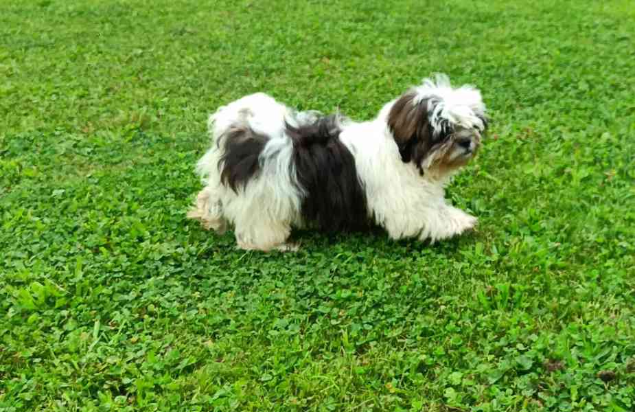 Shih-tzu - prodám pejska bez pp - foto 3