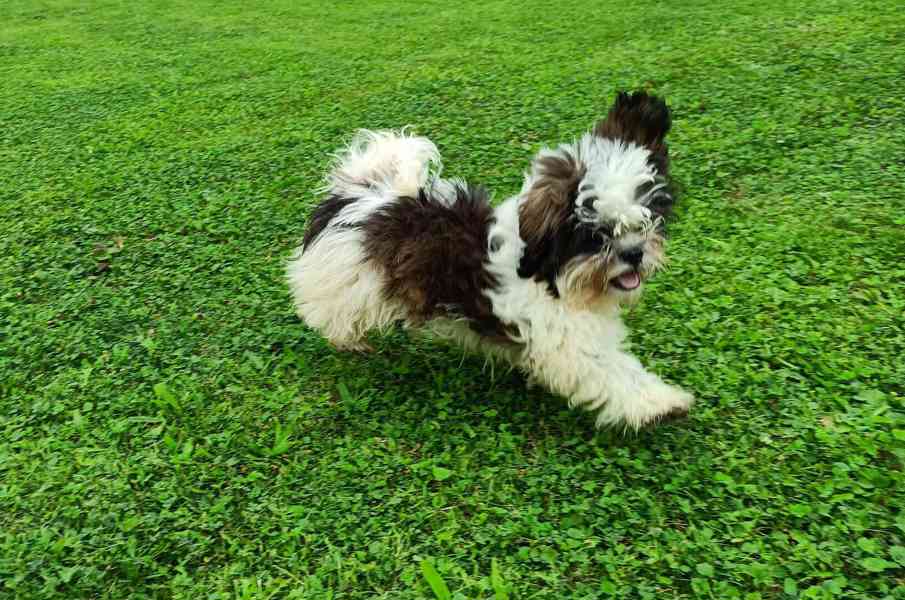 Shih-tzu - prodám pejska bez pp - foto 2