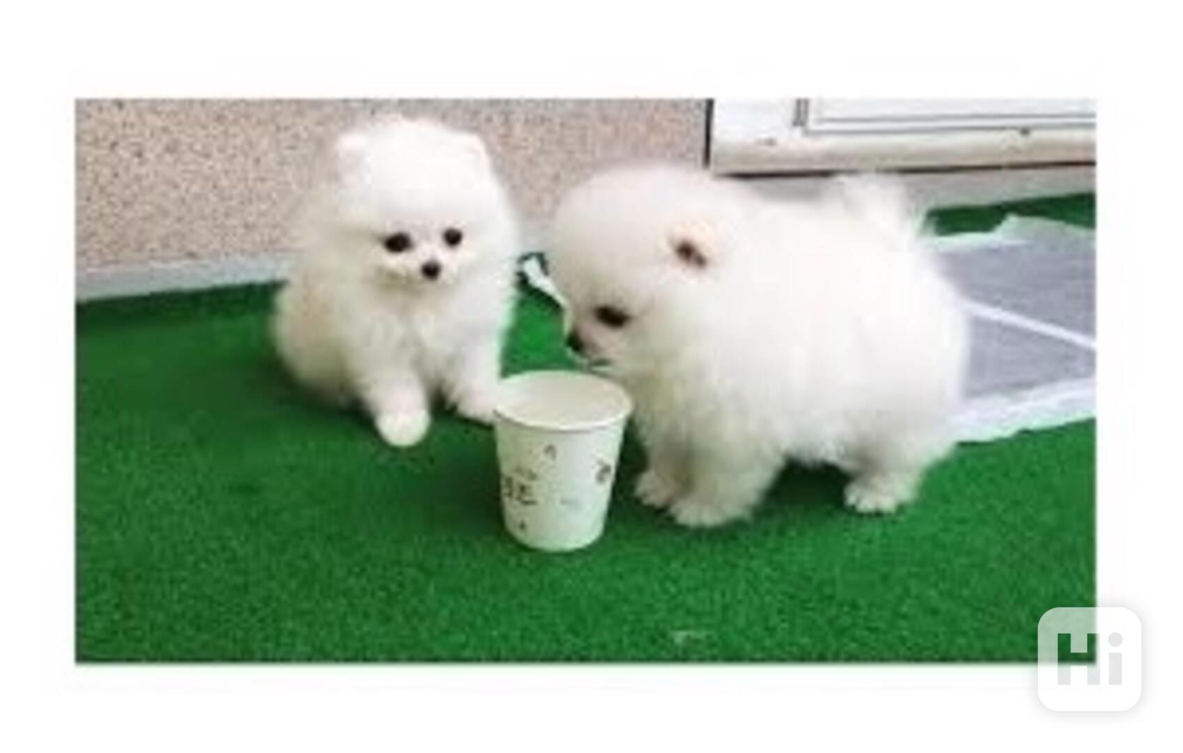 Štěňata pomeranianů - foto 1