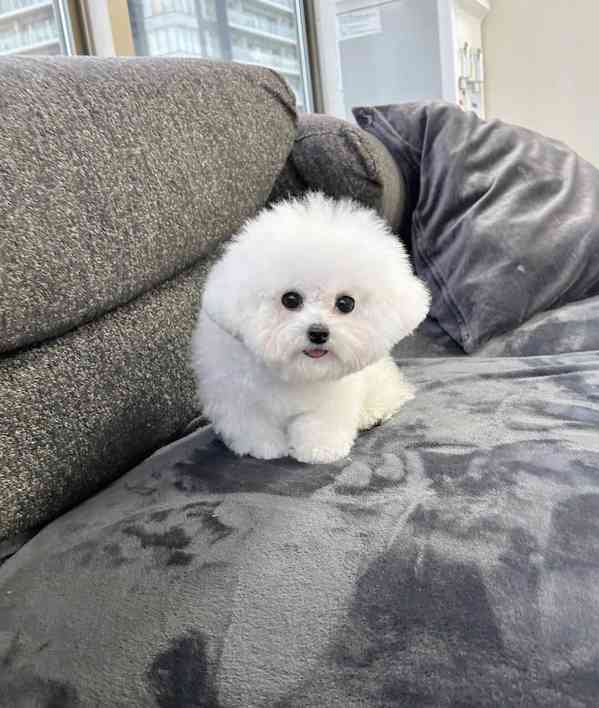 Bichon frise - foto 1