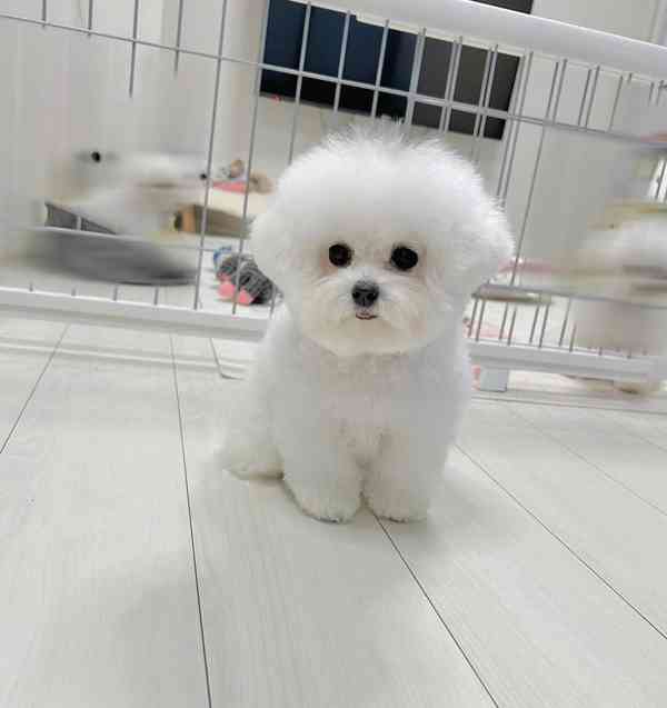 Bichon frise - foto 2