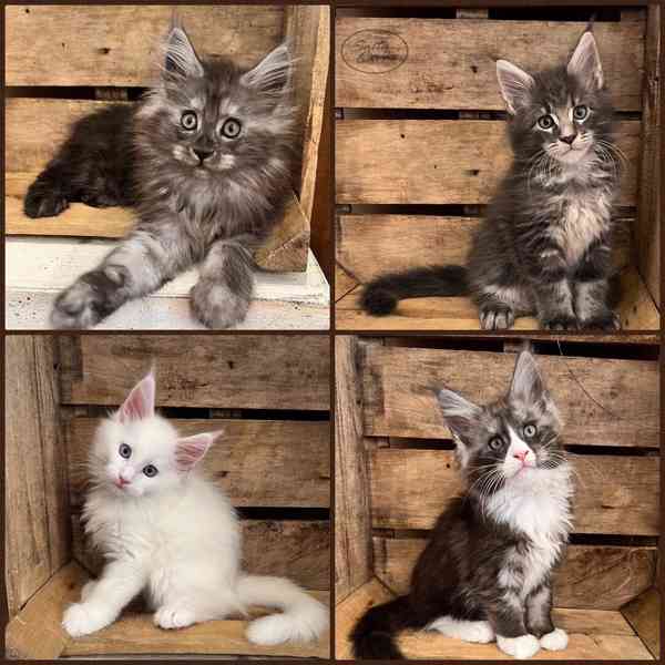 Krásné Mainská mývalí koťata na prodej