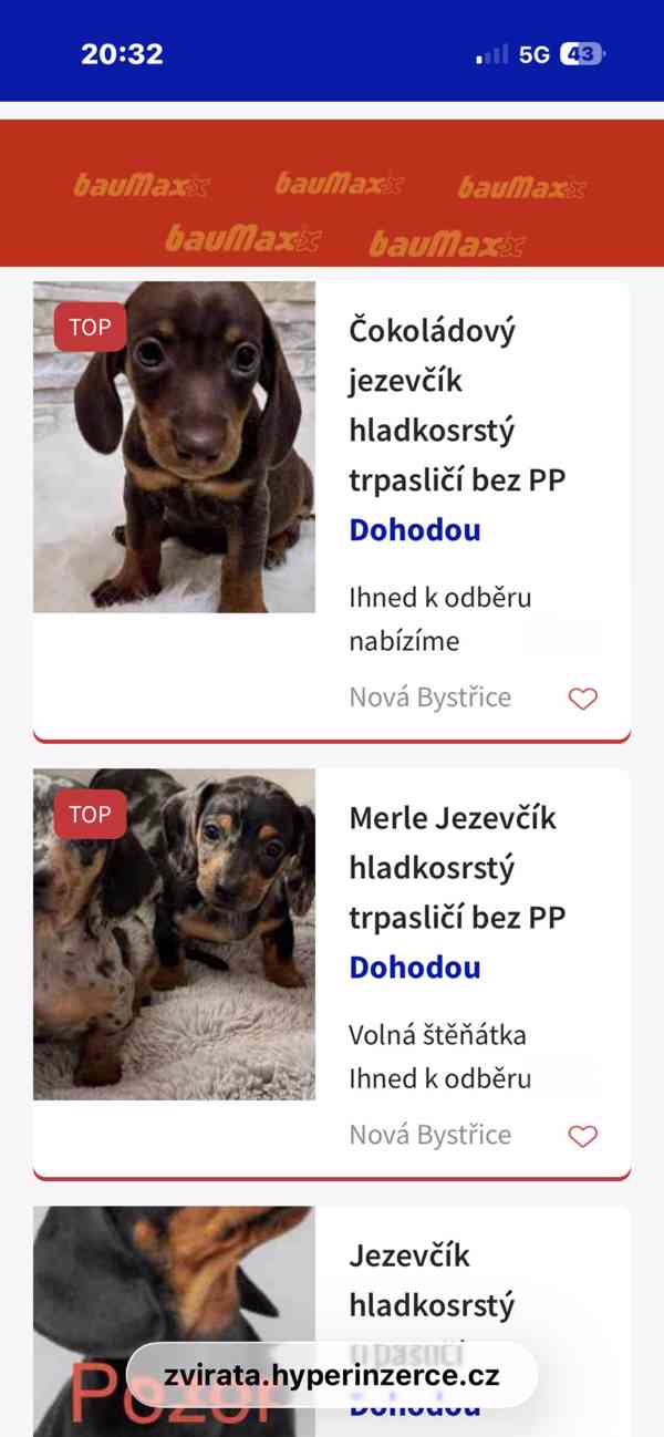 Jezevčík hladkosrstý trpasličí  - foto 3