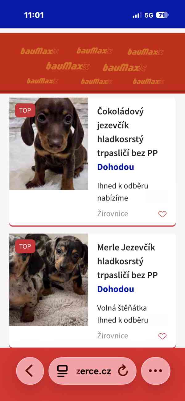 Jezevčík hladkosrstý trpasličí  - foto 4