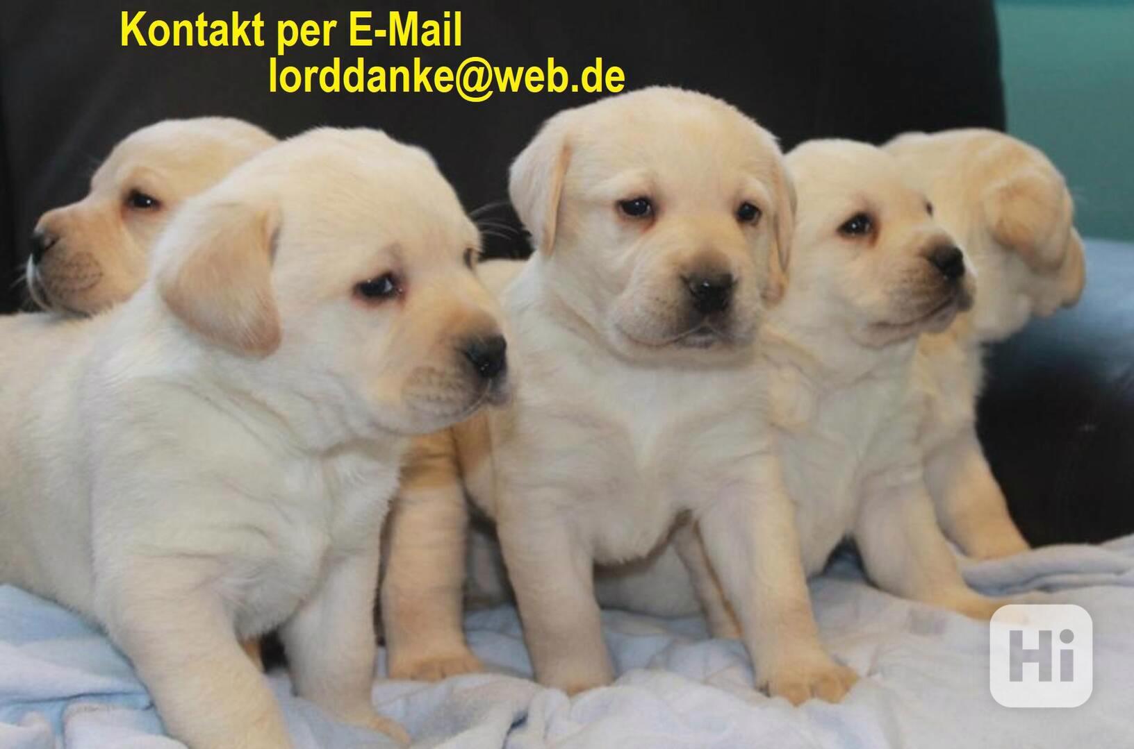 Labrador - štěňátka labradora s PP - foto 1