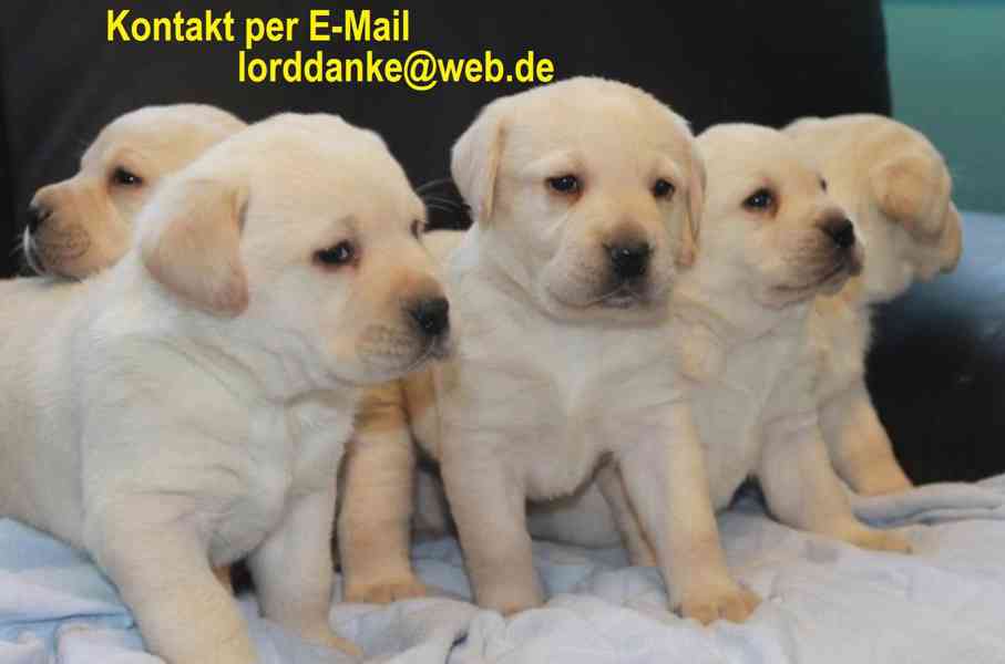 Labrador - štěňátka labradora s PP - foto 1
