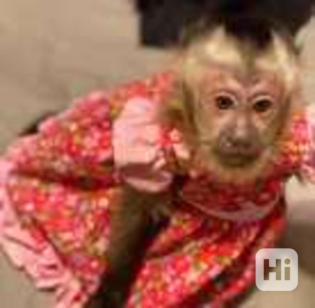  Klidné a roztomilé kapucínské opice  - foto 1