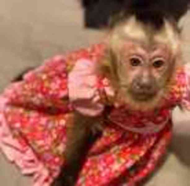  Klidné a roztomilé kapucínské opice  - foto 1