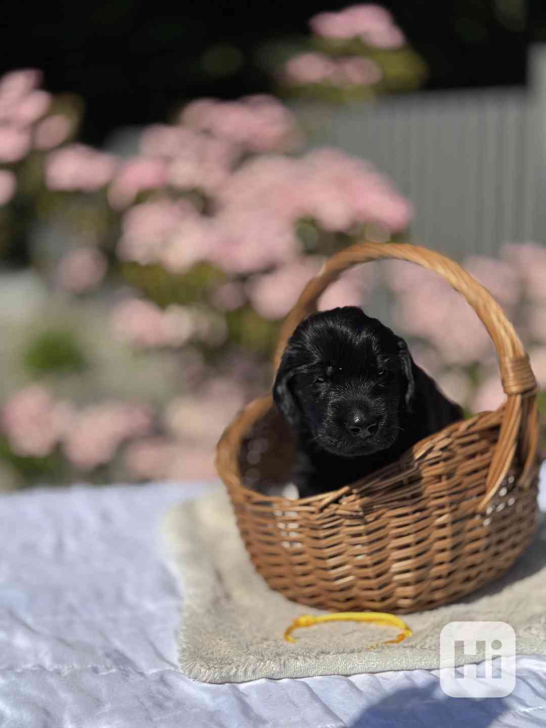 Flat Coated Retriever - štěňata s PP - foto 1