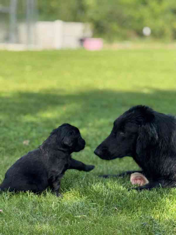 Flat Coated Retriever - štěňata s PP - foto 11