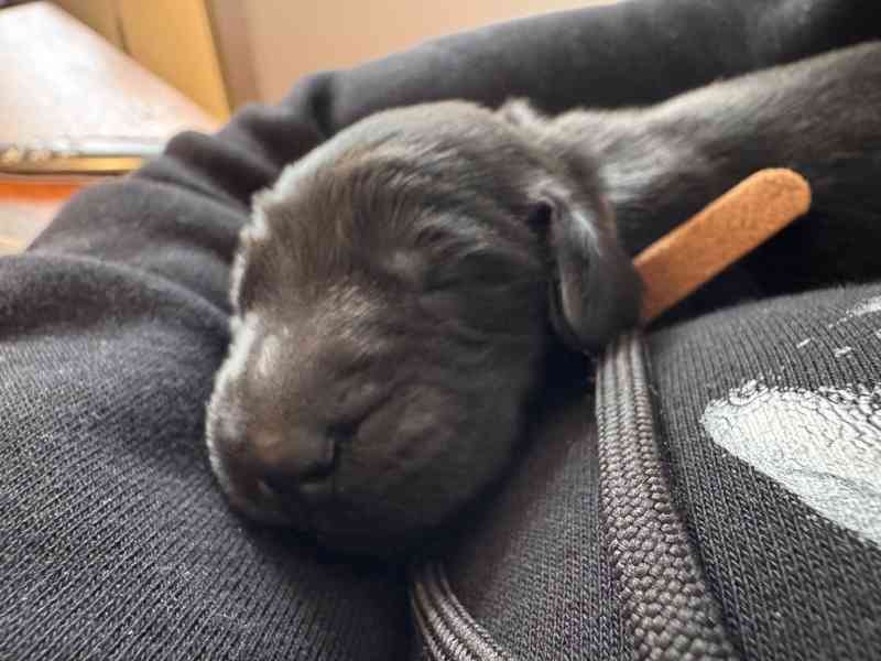 Flat Coated Retriever - štěňata s PP - foto 9