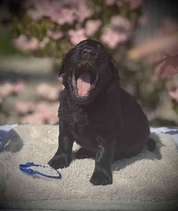Flat Coated Retriever - štěňata s PP - foto 10
