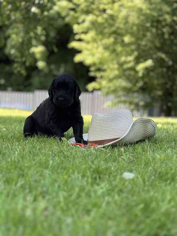 Flat Coated Retriever - štěňata s PP - foto 12