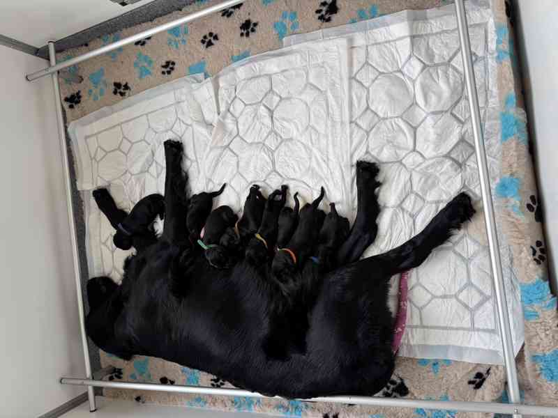 Flat Coated Retriever - štěňata s PP - foto 6