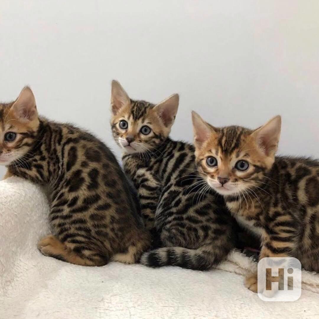 Bengálská koťata připravená do nového domova - foto 1