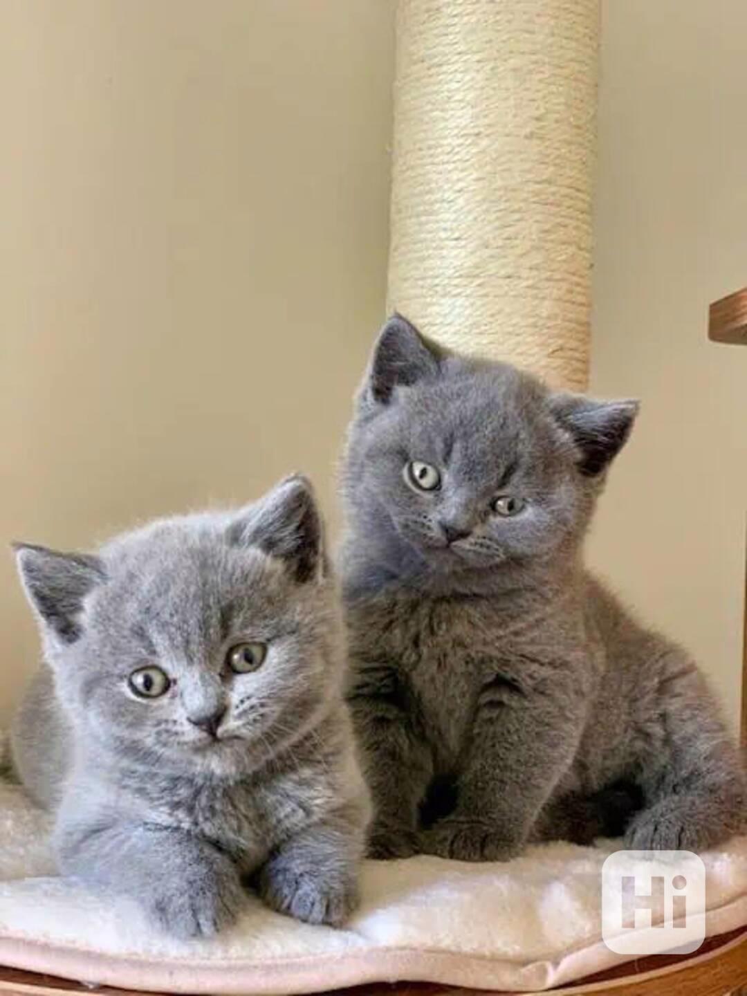 Britská krátkosrstá koťata - foto 1