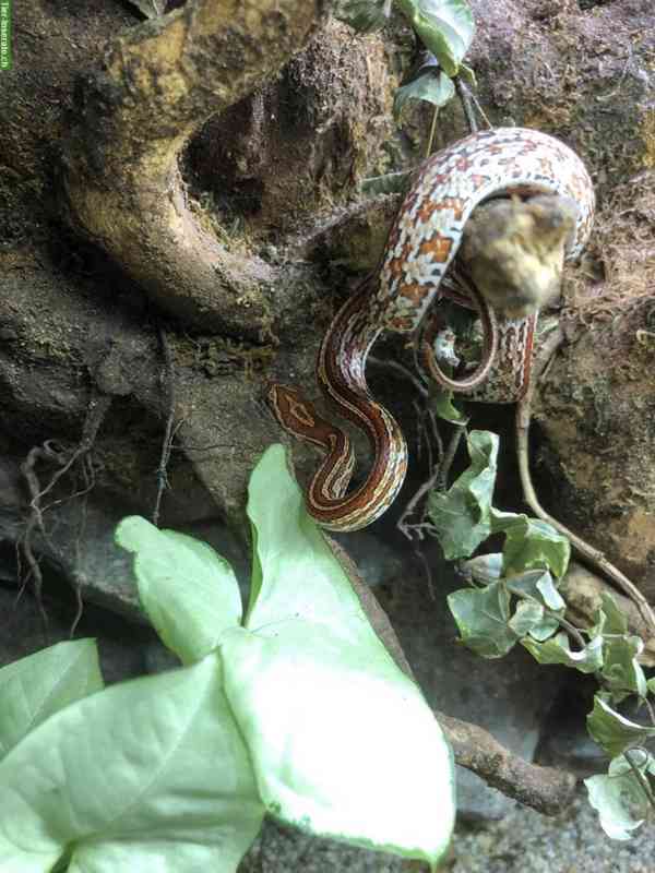 Užovka kukuřičná, Pantherophis guttatus na prodej - foto 4