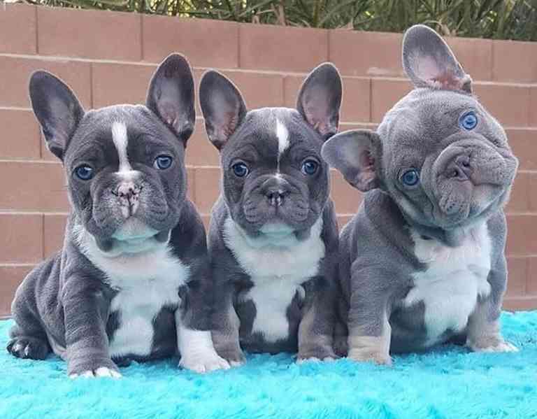 Štěňata Francouzský Buldoček - foto 1
