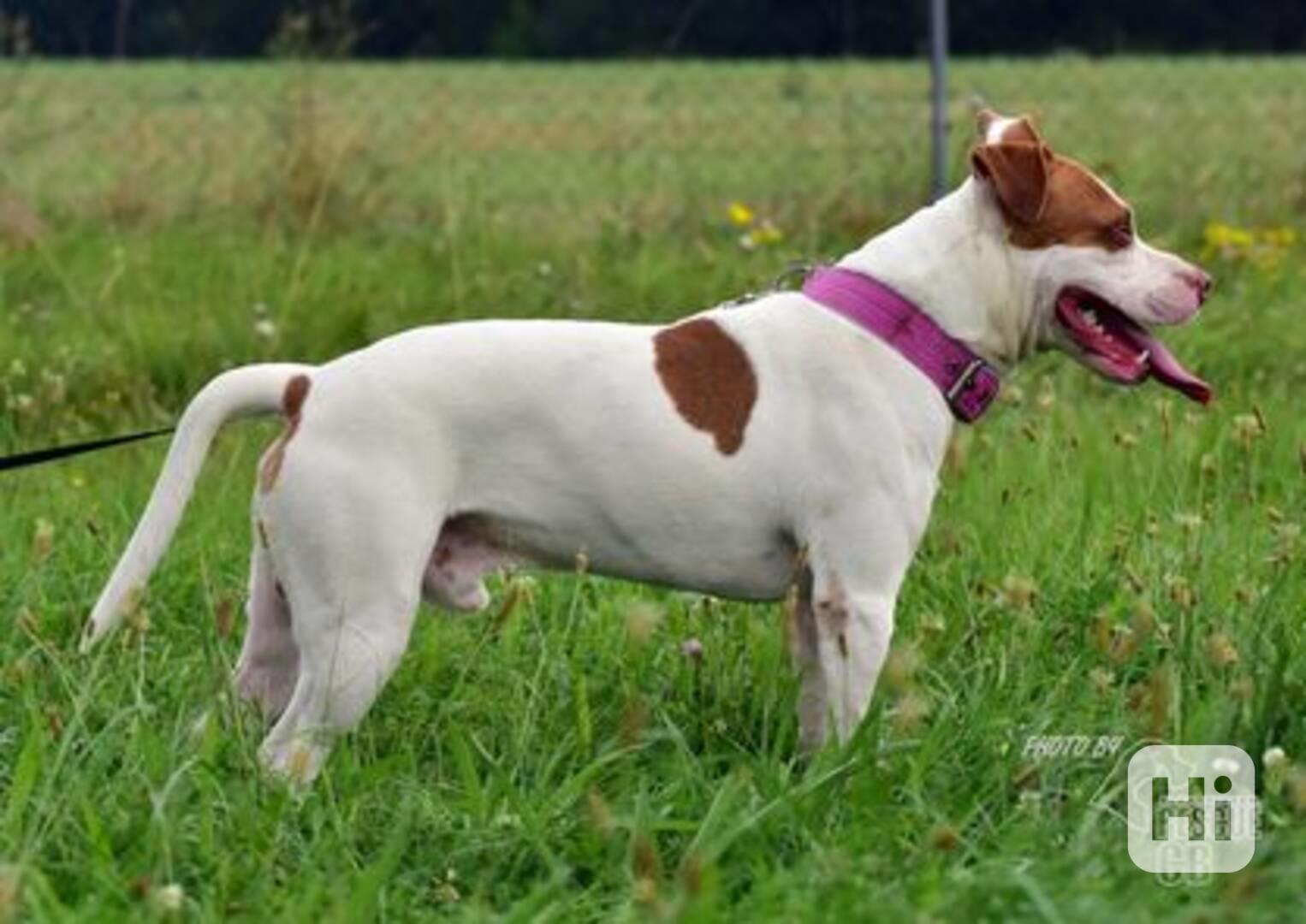 Darujeme nalezeného křížence APBT - foto 1