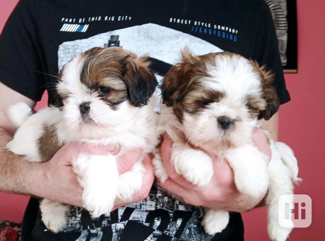 Shih tzu - foto 1