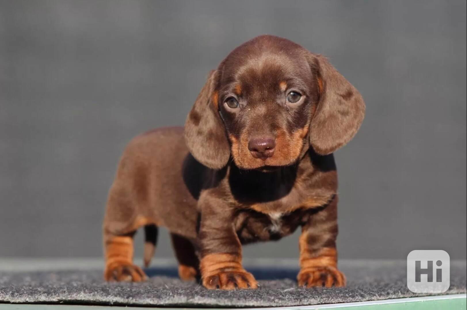 Jezevčík hladkosrstý trpasličí bez PP - foto 1