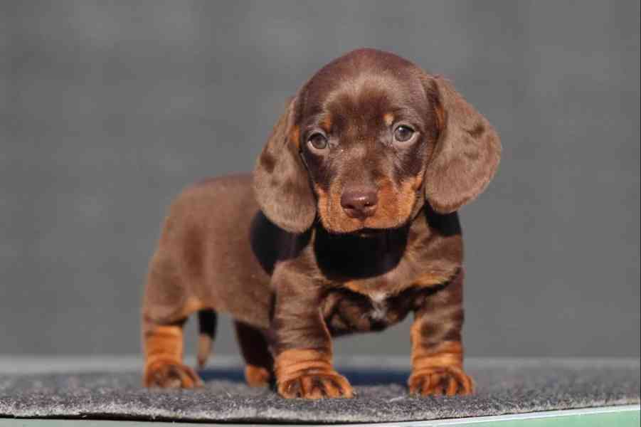 Jezevčík hladkosrstý trpasličí bez PP