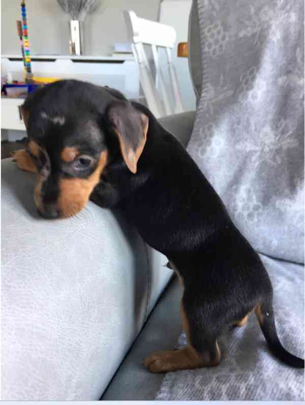 Jezevčík hladkosrstý trpasličí bez PP - foto 4