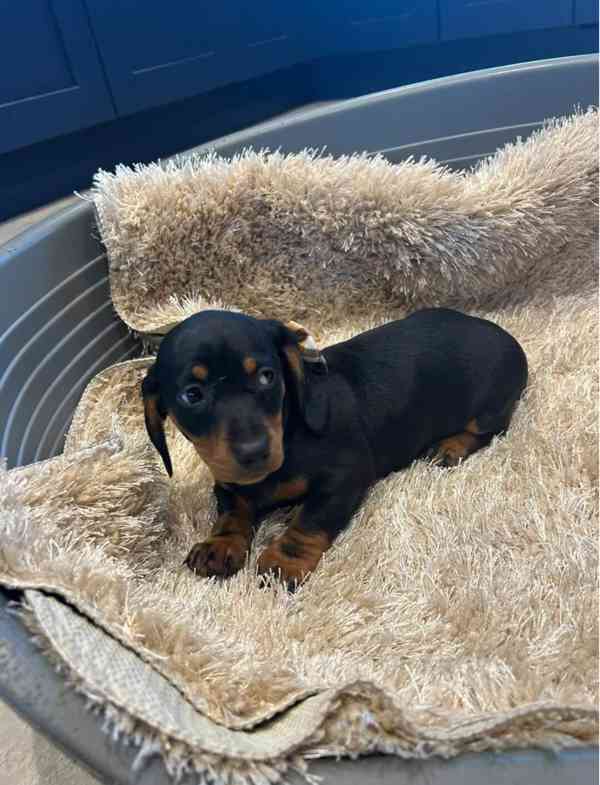 Jezevčík hladkosrstý trpasličí bez PP - foto 3