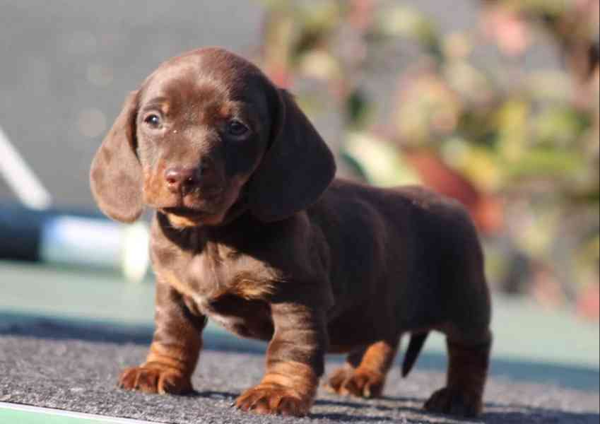 Jezevčík hladkosrstý trpasličí bez PP - foto 2