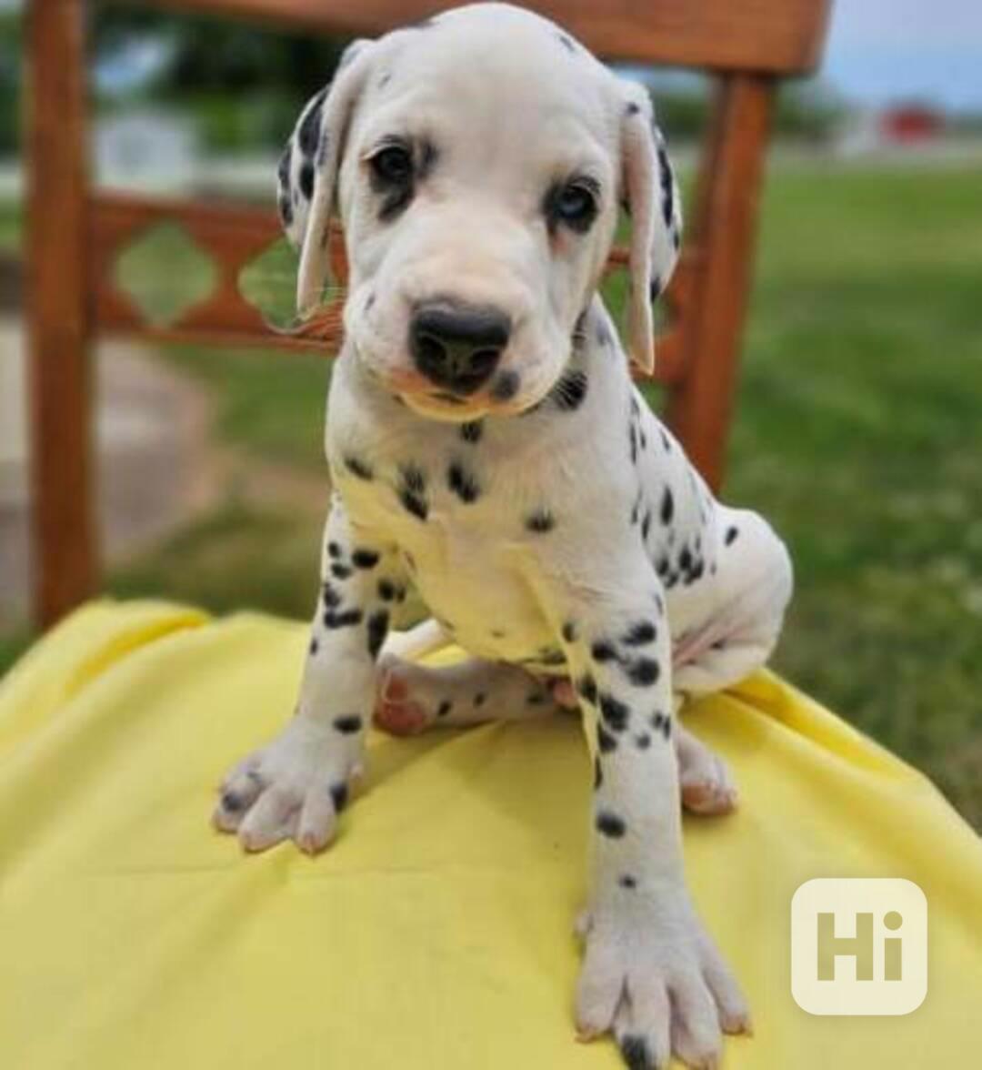 štěňata dalmatinů - foto 1