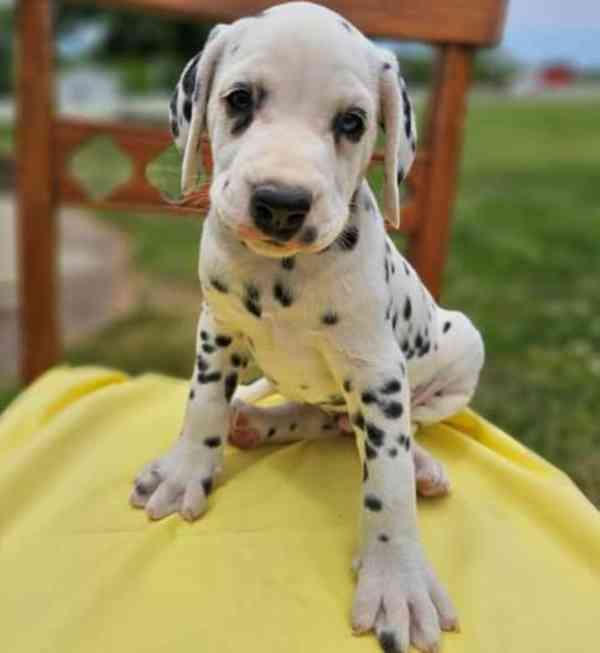 štěňata dalmatinů - foto 1