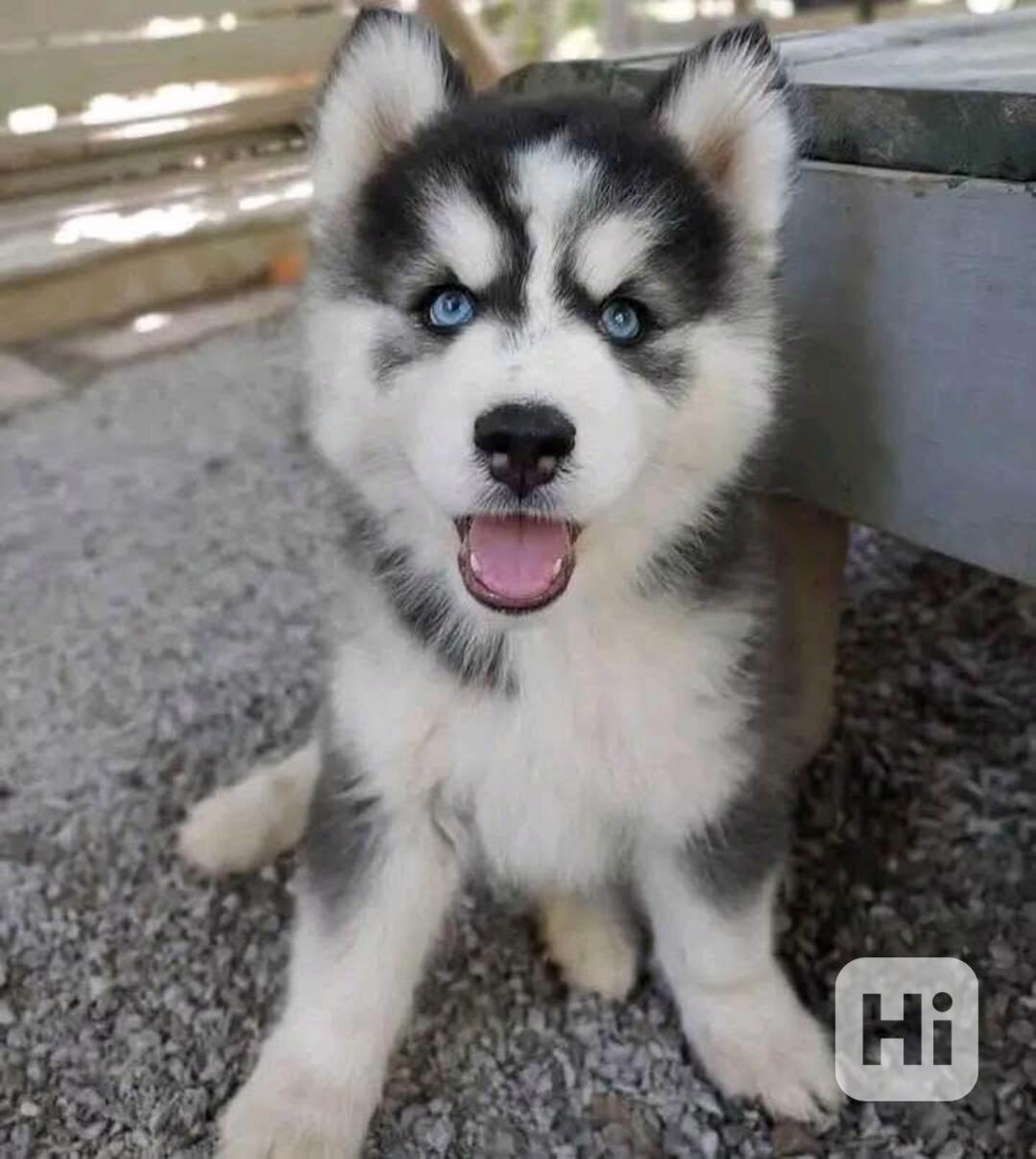 Prodám štěněta sibiřského huskyho s PP - foto 1