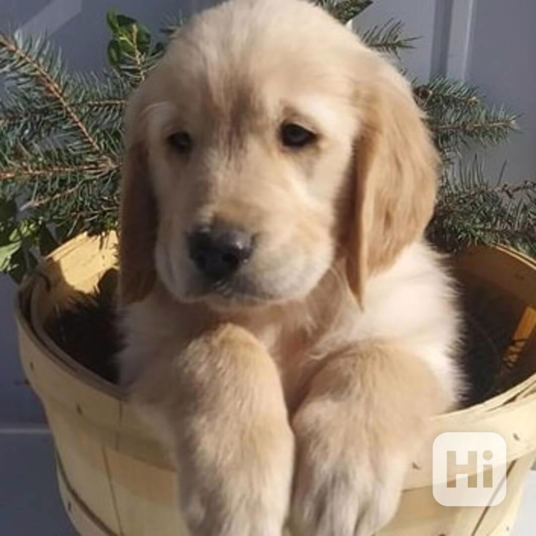 zlatého retrívra k dispozici vánoční štěňátka - foto 1