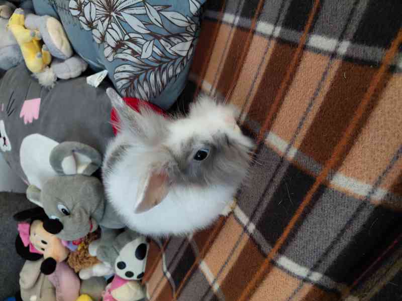 kralika - foto 3