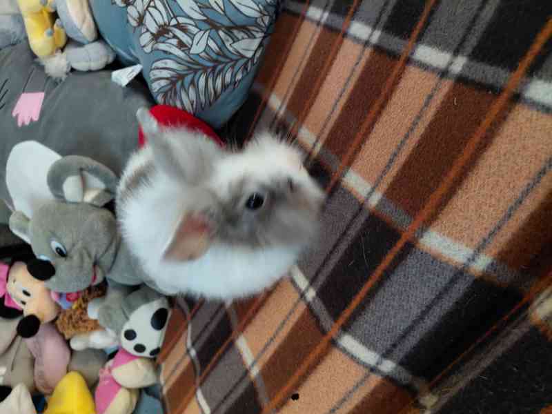 kralika - foto 4