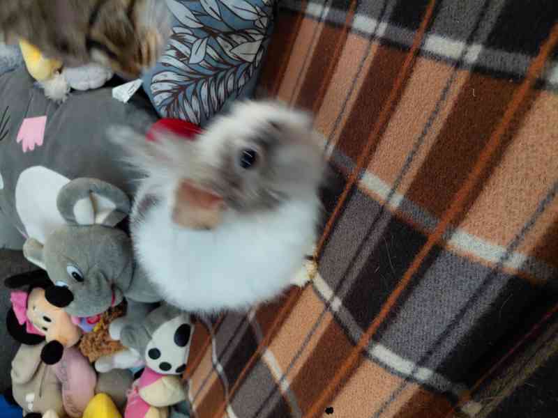 kralika - foto 2