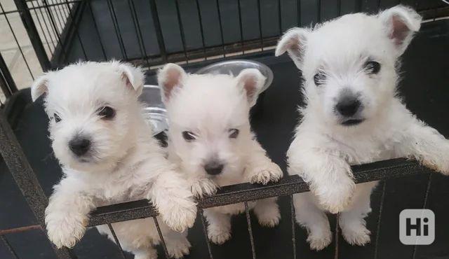 Štěňata westie psů - foto 1