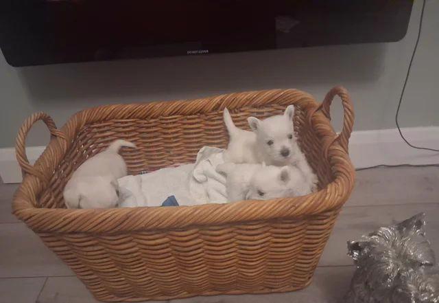 Štěňata westie psů - foto 4