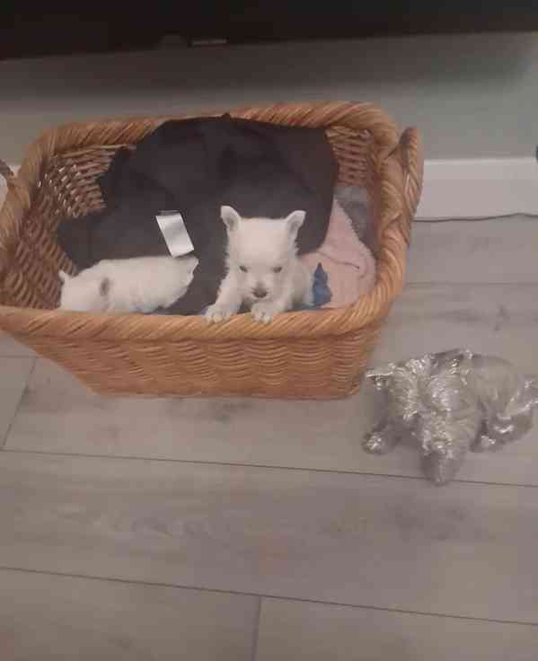 Štěňata westie psů - foto 3