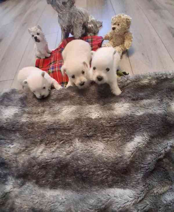 Štěňata westie psů - foto 5