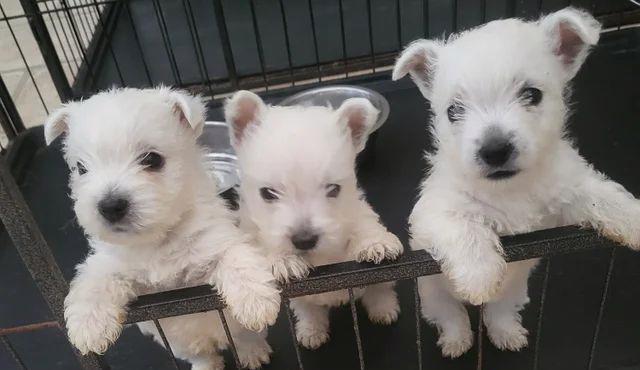 Štěňata westie psů - foto 1
