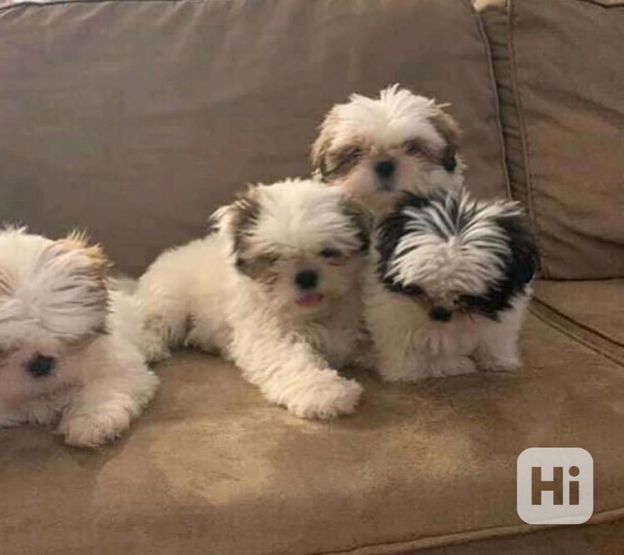 Shih-tzu, Shih tzu, s pp - - foto 1