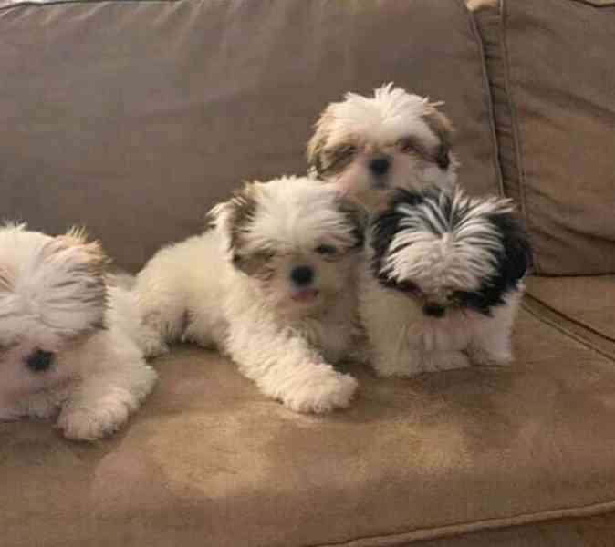 Shih-tzu, Shih tzu, s pp -