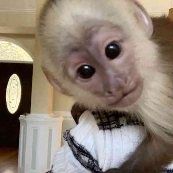  Kapucínská opice připravena k vyzvednutí